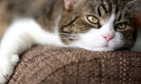 Upholstery Cleaning Manhattan Beach